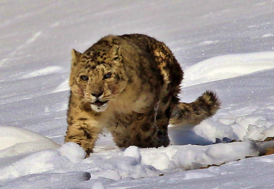 A/P Snow Leopard main image 0